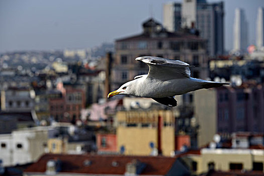 海鸥,飞行,高处,屋顶,伊斯坦布尔,土耳其,欧洲