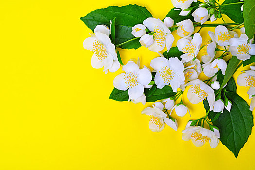 枝条,白色,茉莉,花,黄色背景