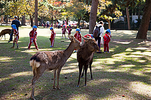 鹿,奈良,公园,日本