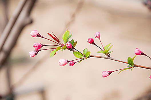 含苞待放的花朵