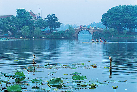 浙江,鸟,坐,柱子,西部,湖