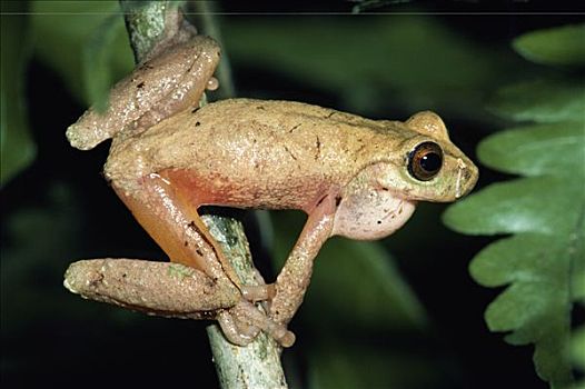 树蛙,树蟾属,哥斯达黎加