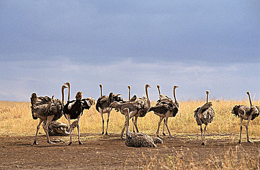 鸵鸟,鸵鸟属,骆驼,群,大草原,马赛马拉,公园,肯尼亚