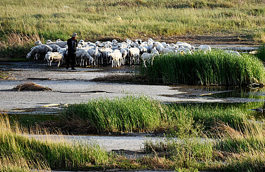 河畔的羊群