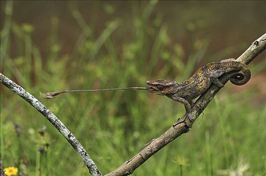 抓住,蝗虫,安达斯巴曼塔迪亚国家公园,马达加斯加,次序