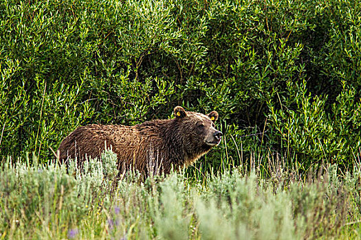 大灰熊,母熊,大台顿国家公园,怀俄明,美国