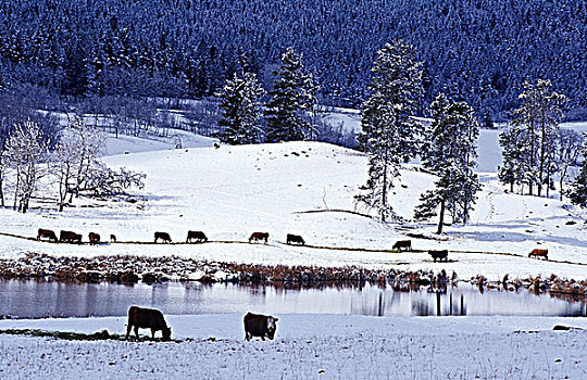 冬天,牛,进食,重,雪,英里,房子,卡里布,区域,不列颠哥伦比亚省,加拿大