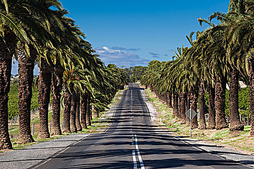 澳大利亚,巴罗莎谷,乡间小路,棕榈树