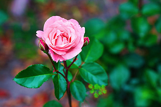 粉红玫瑰,花