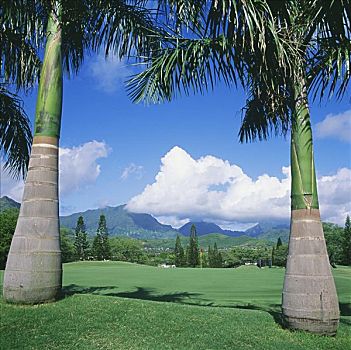 夏威夷,毛伊岛,胜地,高尔夫球场,蓝色,场地,特写,两个,棕榈树