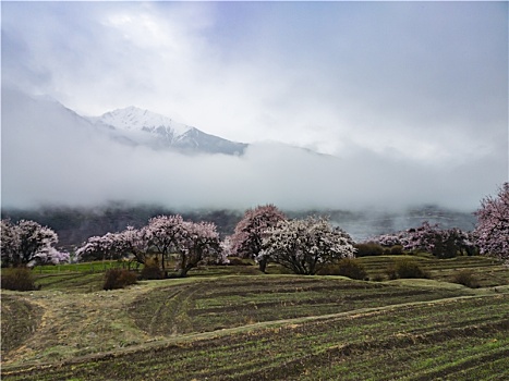 野桃花观赏圣地索松村