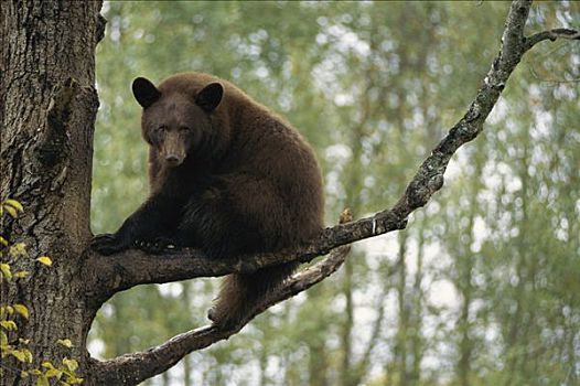 黑熊,美洲黑熊,桂皮,彩色,成年,树上