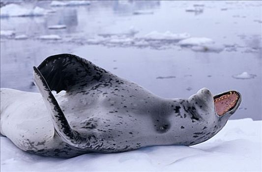 海豹,躺着,发声,南极