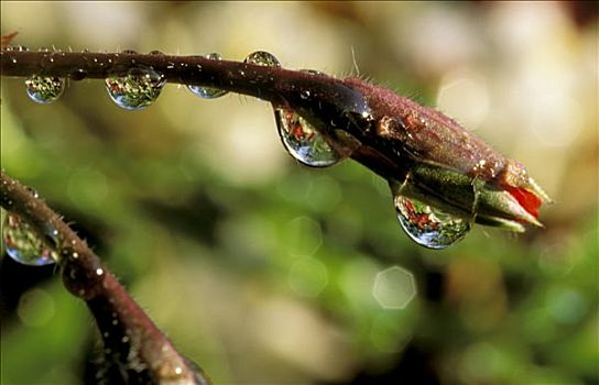 水滴,花