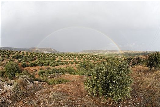 彩虹,高处,橄榄林,东方,克里特岛,希腊
