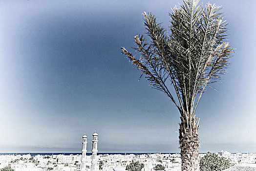 马斯喀特,阿曼,城市,棕榈树,靠近,海景