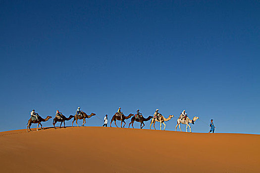 摩洛哥,撒哈拉沙漠,排,骆驼,旅行,沙丘