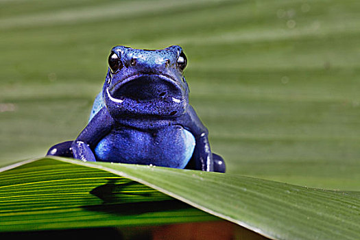 青蛙,鲜明,蓝色