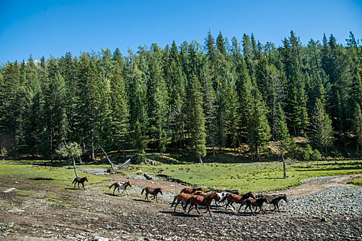 新疆喀纳斯国家地质公园白哈巴高山草场马群