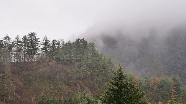 雨雾森林