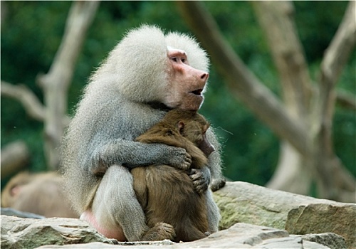 狒狒,猴子,相爱