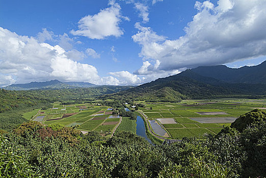 俯拍,芋头,地点,山谷,考艾岛,夏威夷,美国