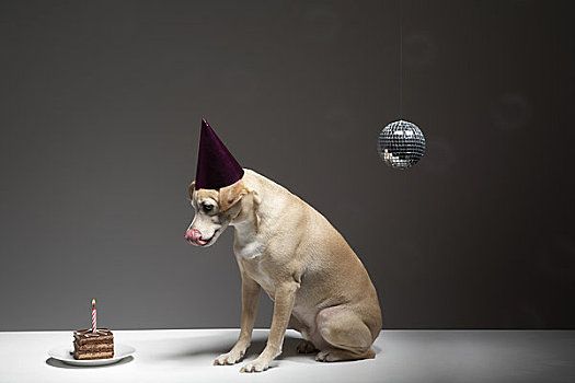 狗,戴着,生日帽