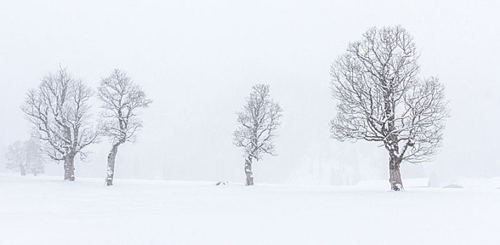 大雪,树,远景,白色,冬季风景