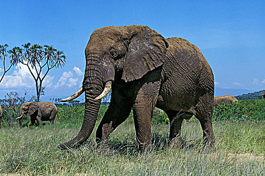 非洲象,马赛马拉,公园,肯尼亚