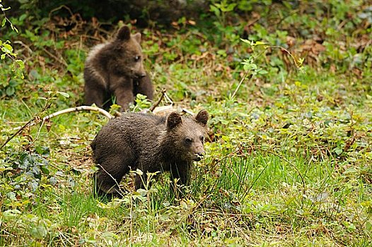 两个,幼兽,棕熊,巴伐利亚森林,德国