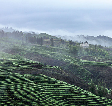 宜宾珙县鹿鸣茶山自然风光