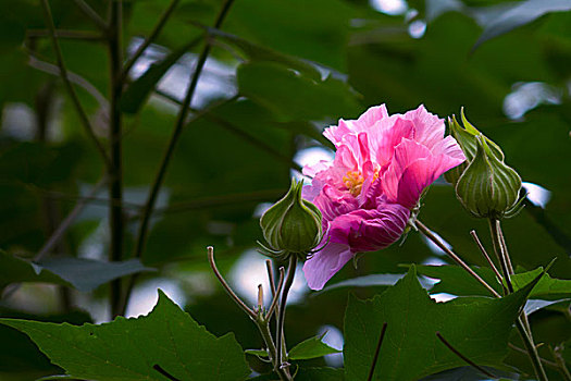 美艳的芙蓉花,木芙蓉,拒霜花,木莲,地芙蓉,华木