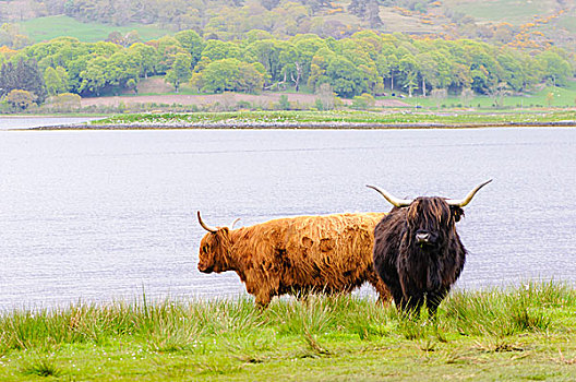 苏格兰,高地,母牛