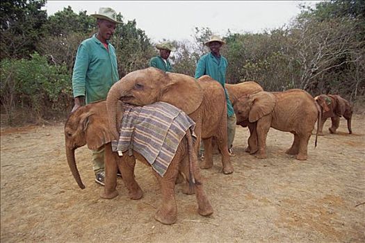 非洲象,孤儿,9个月大,玩,内罗毕,公园,肯尼亚
