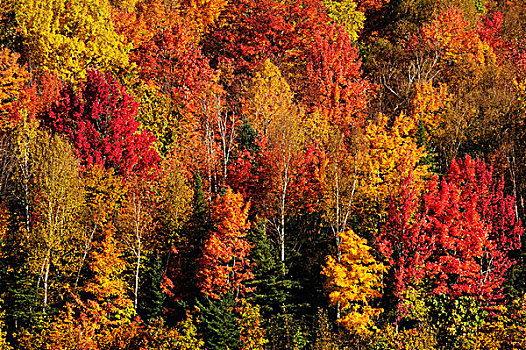 树,惊人,秋天,彩色,安大略省,加拿大