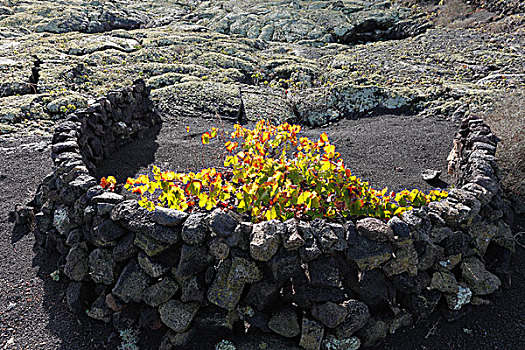 葡萄藤,围绕,石墙,兰索罗特岛,加纳利群岛,西班牙,欧洲
