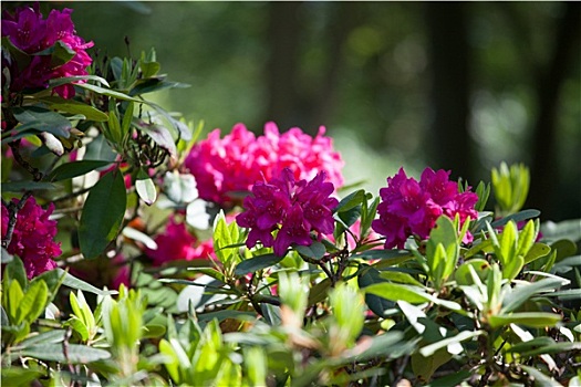 杜鹃花属植物