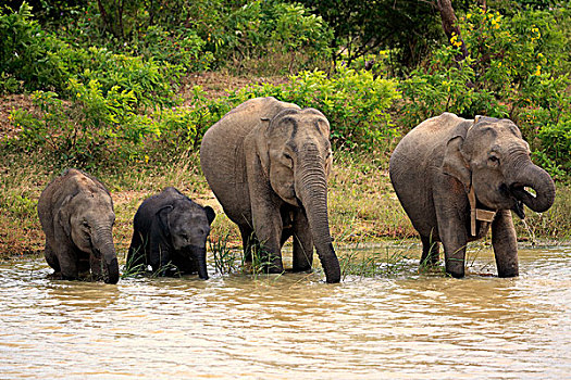 斯里兰卡人,大象,象属,几个,幼兽,水边,喝,国家公园,斯里兰卡,亚洲