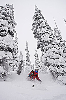 女性,滑雪者,初雪,宽,树,边远地区