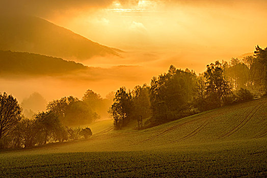 德国,黑森州,自然公园,风景,晨雾,日出