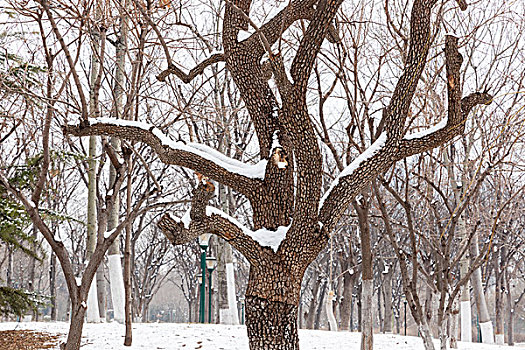 春雪,公园,植物园