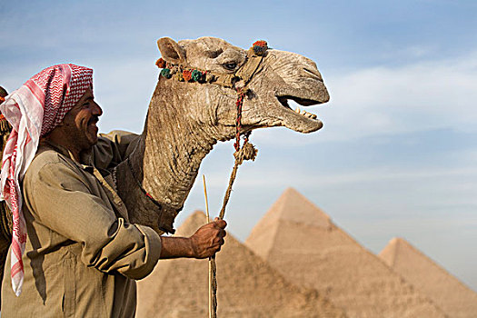 一个,男人,沙漠,骆驼,金字塔,背景,开罗,埃及,非洲