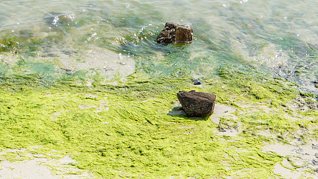 海滩绿植-海藻