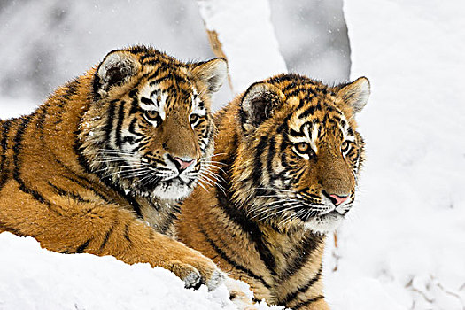 西伯利亚虎,东北虎,幼兽,雪中,亚洲