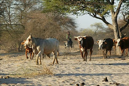 牛,博茨瓦纳,非洲
