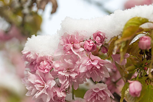 特写,雪,樱花