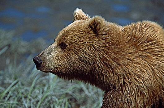 阿拉斯加棕熊,棕熊,侧面,肖像