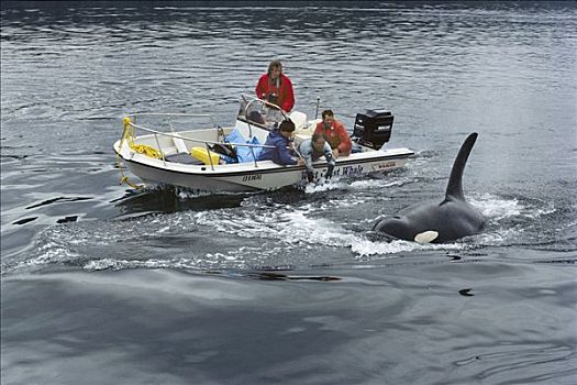拍摄,逆戟鲸,温哥华岛,不列颠哥伦比亚省,加拿大