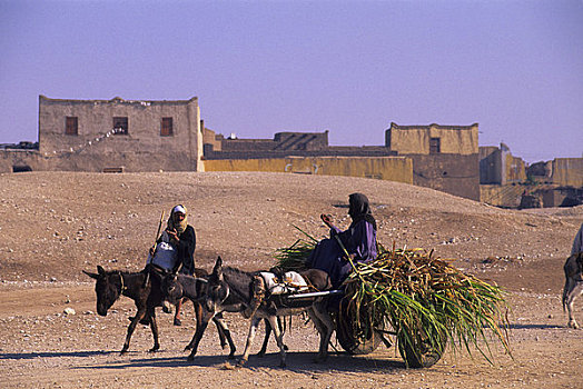 埃及,尼罗河,靠近,路克索神庙,约旦河西岸,乡村,驴,手推车
