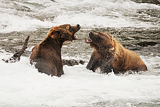 两个,棕熊,叫,相互,旁侧,登录,浅,急流,布鲁克斯河,阿拉斯加,美国